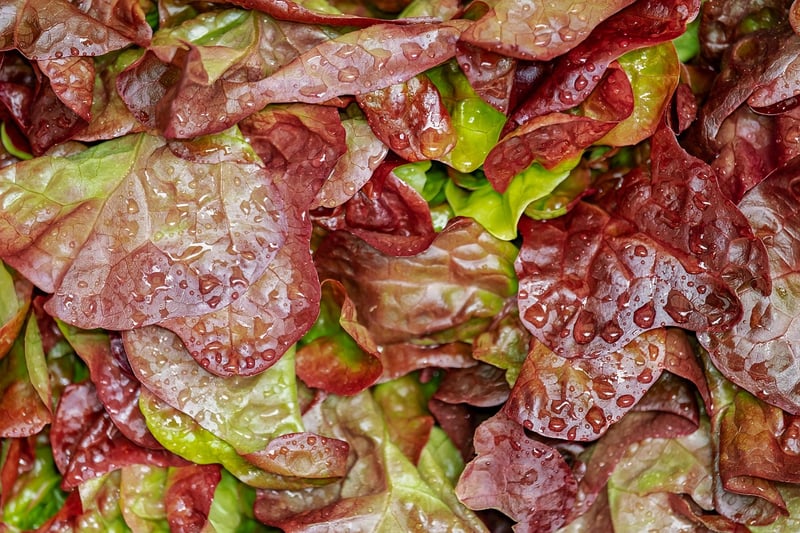 Colorful Salad